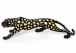 LEOPARD(GOLD& BLACK) small